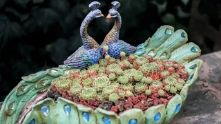 蓝孔雀装饰，植物，仙人掌，鸟，动物，道路，土路，砾石