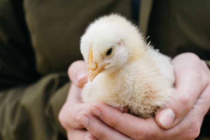 鸡，动物，鸡，农场，手，宏观，特写，自然