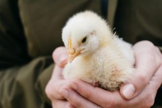 鸡，动物，鸡，农场，手，宏观，特写，自然