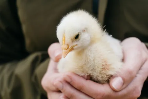 鸡,动物,鸡,农场,手,宏观,特写,自然 鸡,动物,鸡,农场,手,宏观,特写,自然