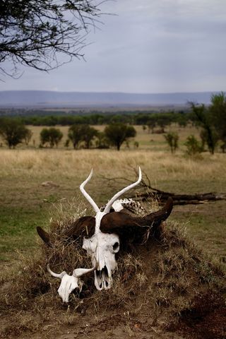 白色动物头骨在泥土上