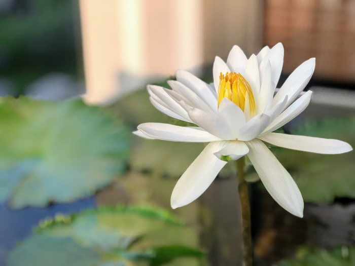 莲花，令人愉快，潔 网，白色，开花植物，花，脆弱，脆弱