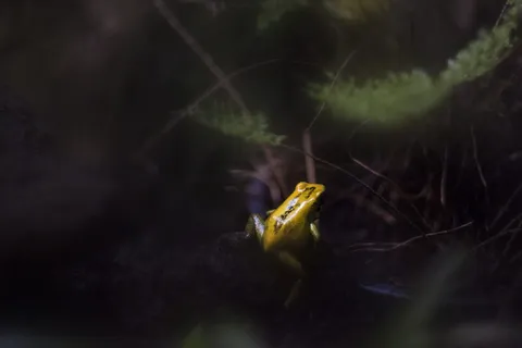 水,动物,模糊,树叶,两栖动物,动物摄影,模糊,特写 水,动物,模糊,树叶,两栖动物,动物摄影,模糊,特写