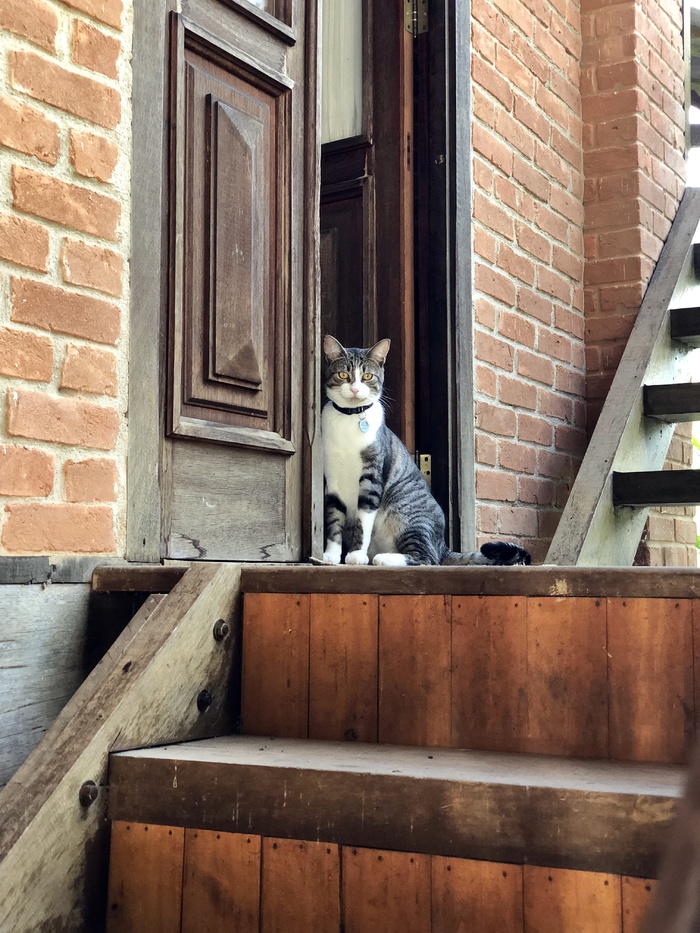 楼梯附近的白色和灰色斑猫
