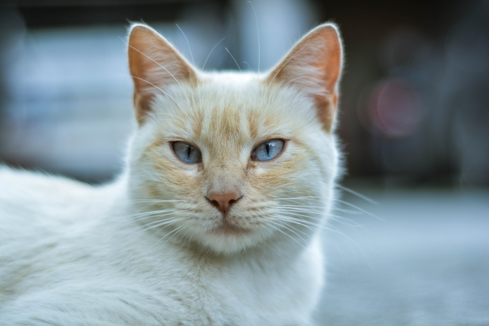 白色和橙色猫特写