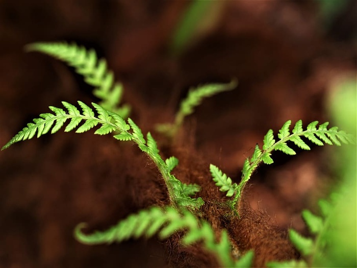 蕨类植物、叶子、植物群、叶子、户外、特写、生长、绿色