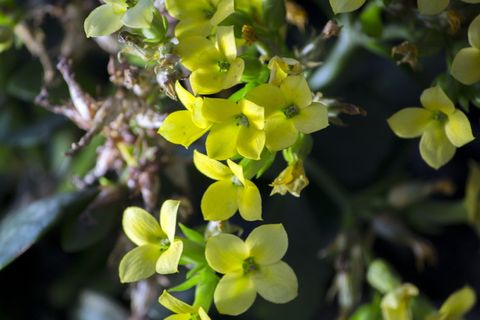 永远活着，黄色的花，花园，自然，春天，花朵，五颜六色的花，水果