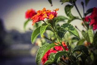 马缨丹，红色，花卉，花园，生机勃勃，花卉，植物，开花植物