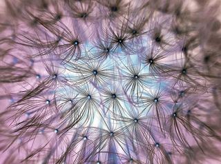 微距摄影，黑色，花粉，植物，自然，生活，花朵，开花植物