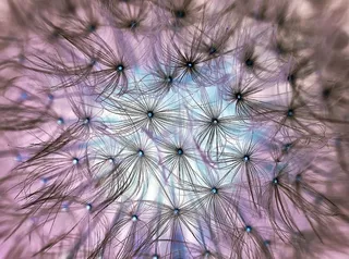 微距摄影，黑色，花粉，植物，自然，生活，花朵，开花植物