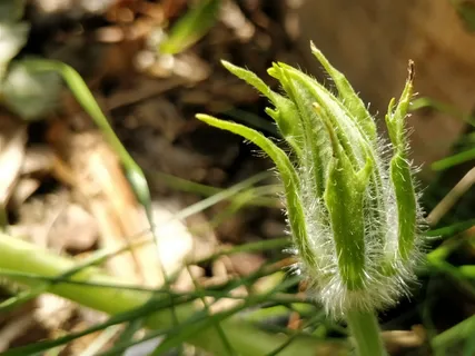 葫芦,芽,模糊,植物,生长,绿色,自然之美,特写 葫芦,芽,模糊,植物,生长,绿色,自然之美,特写
