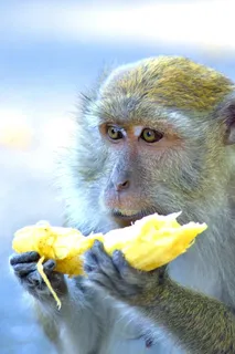 猴子，猴子，猿，哺乳动物，猿，哺乳动物，动物，动物