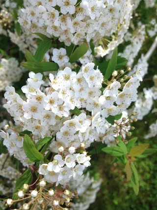 花, 粉色, 天竺葵, 口香糖, 绿色, 宏观, 植物, 自然
