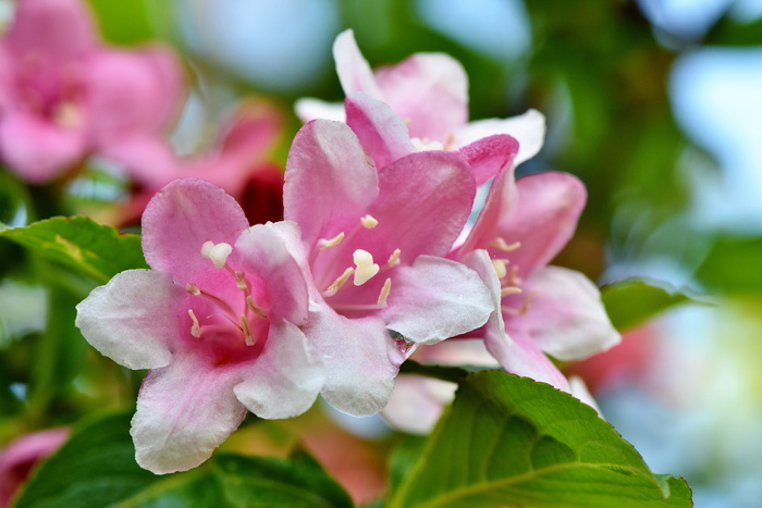 粉色，花朵，浅色，焦点拍摄，茉莉花，茉莉花，仿橙色，观赏灌木