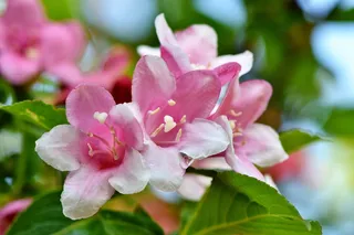 粉色，花朵，浅色，焦点拍摄，茉莉花，茉莉花，仿橙色，观赏灌木