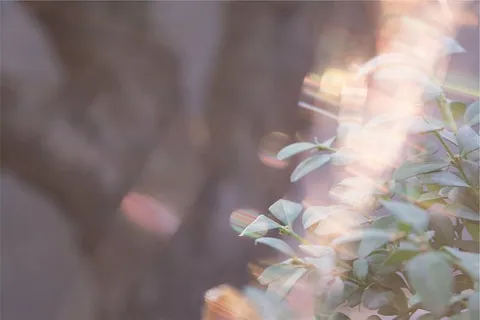 绿叶植物，绿色，叶子，植物，特写，摄影，白天，植物