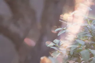 绿叶植物，绿色，叶子，植物，特写，摄影，白天，植物