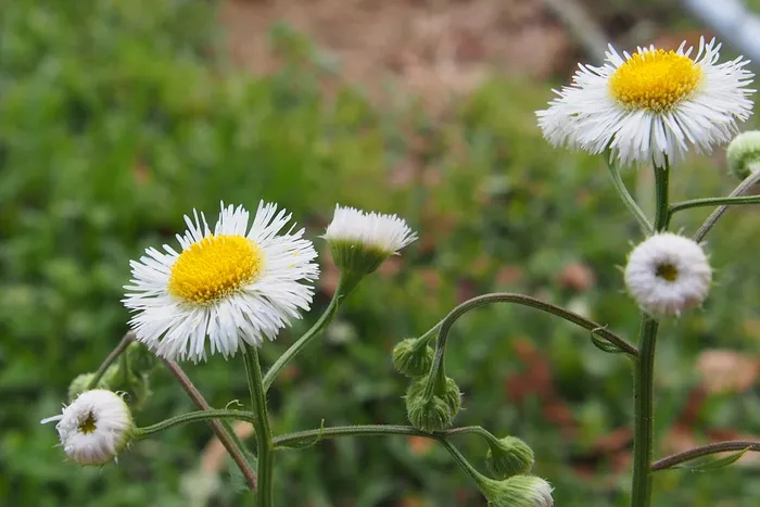 杂草，白色，花朵，开花植物，新鲜度，植物，脆弱性，脆弱性