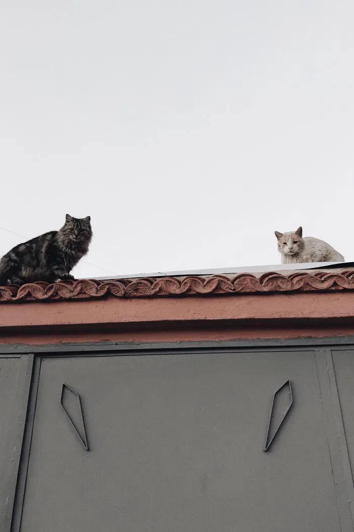 屋顶上有两只黑色和米色的猫