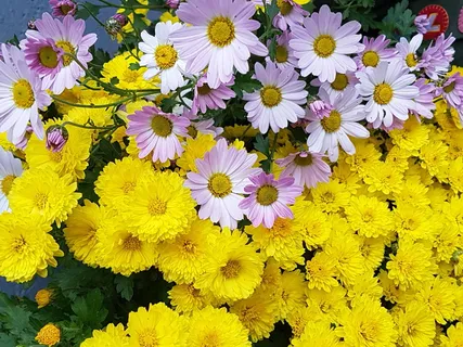 黄色,秋天,花朵,kogiku,秋天的花朵,菊花,图片,花朵 黄色,秋天,花朵,kogiku,秋天的花朵,菊花,图片,花朵