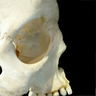 头骨,轮廓,骨头,人类头骨,人类骨头,解剖学,动物头骨,死亡 头骨,轮廓,骨头,人类头骨,人类骨头,解剖学,动物头骨,死亡