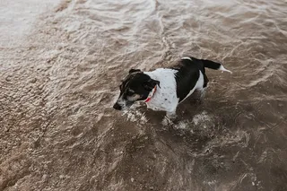 水中的狗