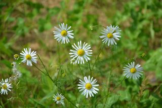 雏菊, 白色的花朵, 花园, 性质, 夏季花卉, 多年生雏菊, 花, 开花植物