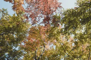 美国, 纽约, *公园, 树, 植物, 秋季, 增长, 低角度视图