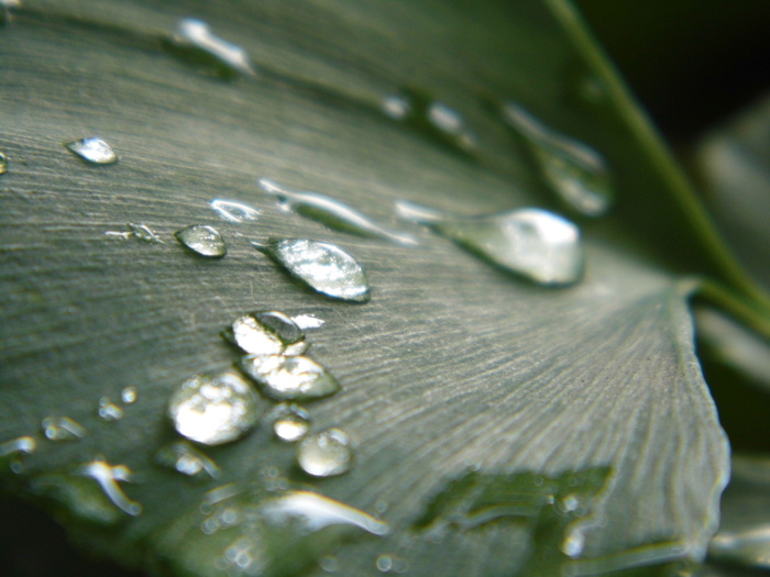 银杏, 水滴, 叶, 下降, 湿, 特写, 水, 植物