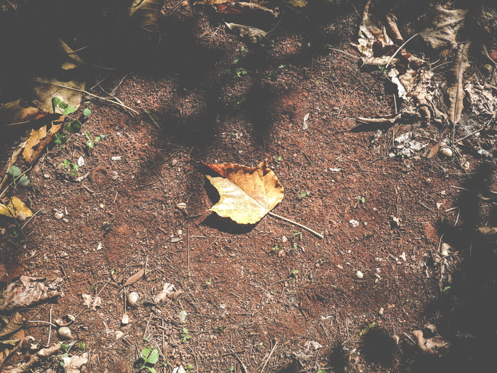巴西, 巴西利亚, 黄色, 加拿大, 干叶, 粘土, 自然, 背景