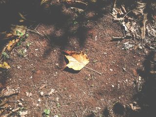 巴西, 巴西利亚, 黄色, 加拿大, 干叶, 粘土, 自然, 背景