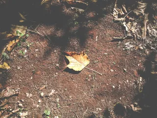 巴西, 巴西利亚, 黄色, 加拿大, 干叶, 粘土, 自然, 背景