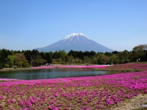 富士，富士山，福禄考，植物，自然之美，山，花，宁静的景色