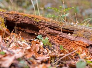 现代，枯木，木材分解，分解，自然，莫氏，枯木，原木