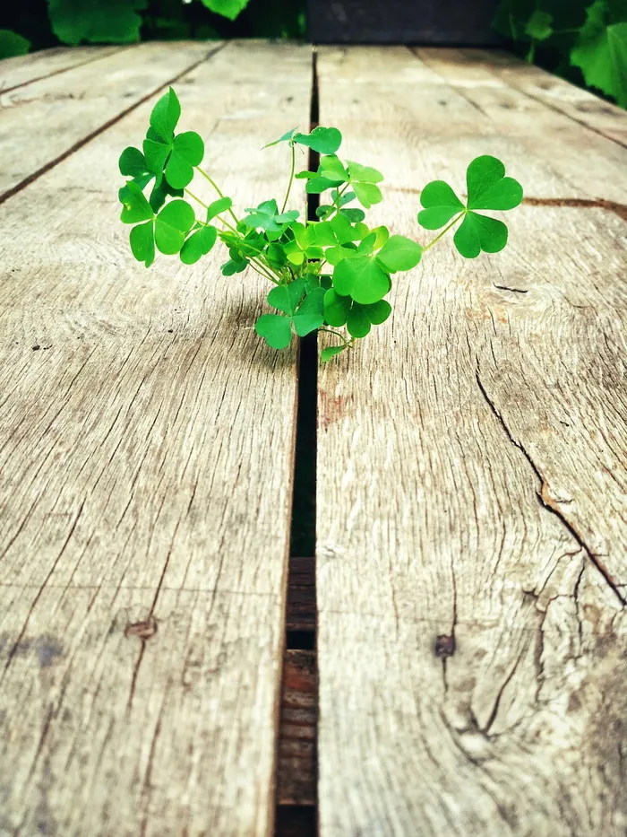 桌子，植物，花，为什么，木材，绿色，叶子，没有人