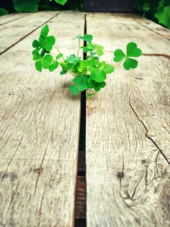 桌子，植物，花，为什么，木材，绿色，叶子，没有人