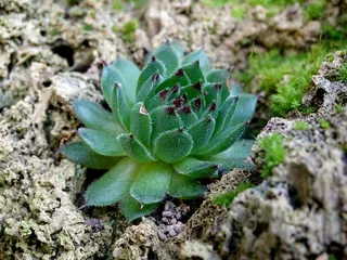 韭菜，肉质植物，厚膜温室，肉质植物，普通姜黄，真正的韭菜，Sempervium，尖红色