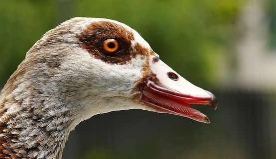 鹅，尼尔根，动物，鸟，自然，比尔，水鸟，动物世界