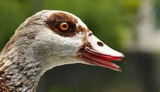 鹅，尼尔根，动物，鸟，自然，比尔，水鸟，动物世界