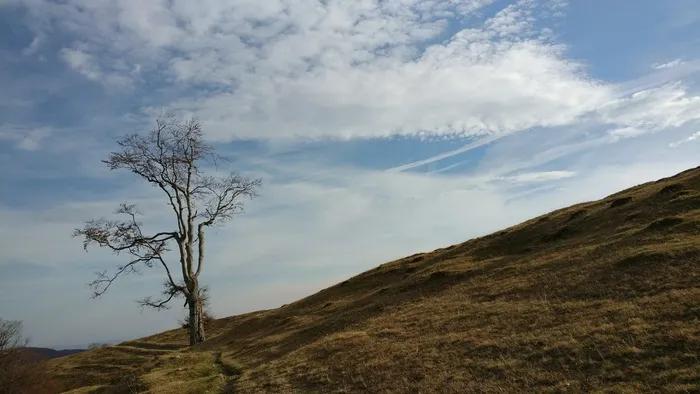 秋天，树，十一月，天空，户外，秋天，自然，云天