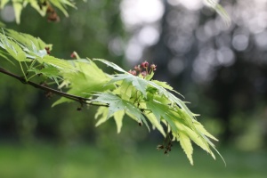 槭树、树叶、灌木、乔木、春天、植物、注重前景、绿色