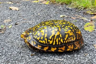 乌龟在过马路。