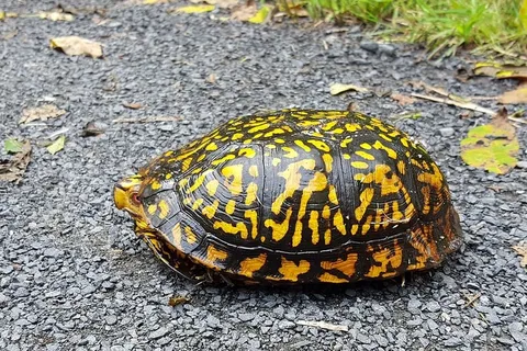 乌龟在过马路。 乌龟在过马路。