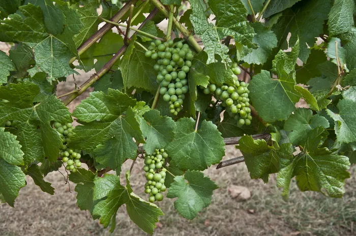 葡萄，葡萄藤，黑比诺，红葡萄酒，葡萄园，酒厂，弗吕伯根，绿色