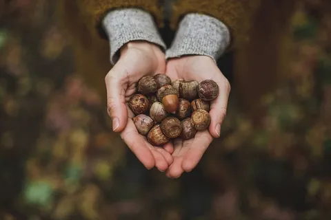 一把橡子照片 一把橡子照片