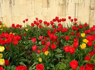 美丽，花朵，明亮，束，特写，细节，植物，花朵