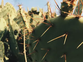 美国，圣迪马斯，博尼塔，植物，芦荟，尖头，危险，尖刺