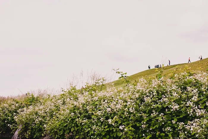西雅图，美国，煤气厂公园，灌木，鲜花，野餐，煤气厂，公园