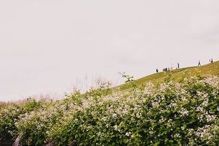 西雅图，美国，煤气厂公园，灌木，鲜花，野餐，煤气厂，公园