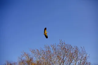 Ave，鸟，飞翔，翅膀，天空，我鸟飞翔，羽毛，张开翅膀